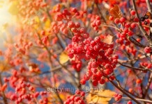 Red autumn rowan 이미지 (499521168) - 게티이미지뱅크 Red autumn rowan