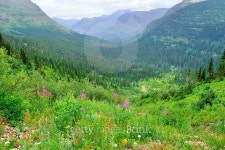 wild alpine flowers on the Glacier National Park landscape 이미지 (478045670) - 게티이미지뱅크 wild alpine flowers on the... 