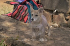 good dressed dog 이미지 (492577422) - 게티이미지뱅크 good dressed dog