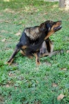 Street dog 이미지 (476531754) - 게티이미지뱅크 Street dog