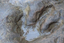 Detail of dinosaur tracks in thailand 이미지 (499051454) - 게티이미지뱅크 Detail of dinosaur tracks in thailand