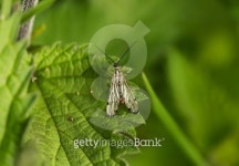 Bug on a leaf 이미지 (485964056) - 게티이미지뱅크 Bug on a leaf
