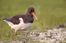 Oystercatcher, Haematopus ostralegus, in a puddle, on the grass 이미지 (495754056) - 게티이미지뱅크 Oystercatcher...