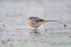 Grey Wagtail, Motacilla cinerea, standing on ice tweeting 이미지 (483766408) - 게티이미지뱅크 Grey Wagtail, Motacilla cinerea... 