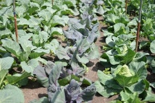 cabbage field 이미지 (480873664) - 게티이미지뱅크 cabbage field