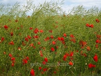 Field of red corn poppy flowers in the summer 이미지 (485245538) - 게티이미지뱅크 Field of red corn poppy flowers in the summer