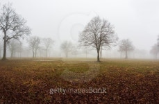Autumn Fog 이미지 (497484308) - 게티이미지뱅크 Autumn Fog