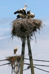 Storks in nests on electric poles 이미지 (532281519) - 게티이미지뱅크 Storks in nests on electric poles