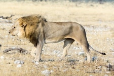 hungry lion on the move 이미지 (498020482) - 게티이미지뱅크 hungry lion on the move