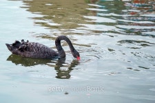 black swan 이미지 (489780000) - 게티이미지뱅크 black swan