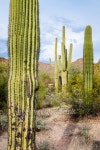 Saguaro National Park 이미지 (490721890) - 게티이미지뱅크 Saguaro National Park