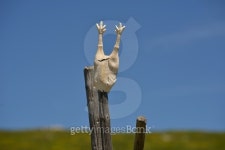 Plastic Chicken 이미지 (482451018) - 게티이미지뱅크 Plastic Chicken