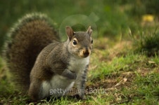 Squirrel in the Park 이미지 (481061026) - 게티이미지뱅크 Squirrel in the Park