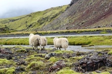 sheep on lava field, Eldgja, Iceland 이미지 (477487562) - 게티이미지뱅크 sheep on lava field, Eldgja, Iceland