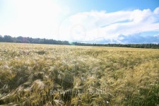barley field in summer 이미지 (489876984) - 게티이미지뱅크 barley field in summer