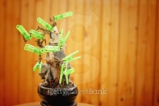 Bonsai tree withered concept Second Life 이미지 (476347560) - 게티이미지뱅크 Bonsai tree withered concept Second Life