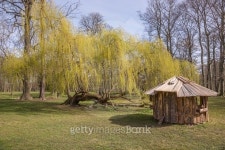 Weeping willow tree in the public park 이미지 (491265768) - 게티이미지뱅크 Weeping willow tree in the public park