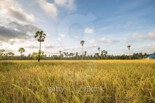 cornfield 이미지 (483104514) - 게티이미지뱅크 cornfield