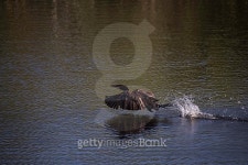 Everglades - Bird taking off - Fast Exit 이미지 (467414592) - 게티이미지뱅크 Everglades - Bird taking off - Fast Exit