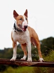 Red English bull terrier. 이미지 (474457150) - 게티이미지뱅크 Red English bull terrier.