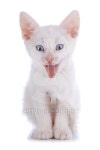 Strongly surprised white kitten with blue eyes. 이미지 (478272312) - 게티이미지뱅크 Strongly surprised white kitten with blue... 