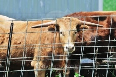 Longhorn at Fence 이미지 (482645384) - 게티이미지뱅크 Longhorn at Fence