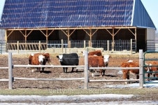 Solar Barn and Cows 이미지 (470343060) - 게티이미지뱅크 Solar Barn and Cows