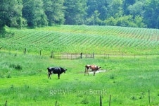 Cows and Rows 이미지 (482745720) - 게티이미지뱅크 Cows and Rows