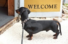 inscription welcome 이미지 (502724760) - 게티이미지뱅크... Dachshund standing at the entrance door with an inscription welcome