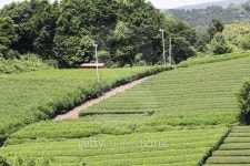 Japanese green tea field in Shizuoka Pref Japan 이미지 (477147992) - 게티이미지뱅크 Japanese green tea field in Shizuoka Pref... 