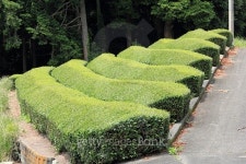 Japanese green tea field in Shizuoka Pref Japan 이미지 (477129868) - 게티이미지뱅크 Japanese green tea field in Shizuoka Pref... 