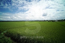Rice Field Plantation 이미지 (495639576) - 게티이미지뱅크 Rice Field Plantation