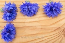 Blue Centaurea 이미지 (501919050) - 게티이미지뱅크 Blue Centaurea