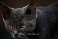 Gatto grigio 이미지 (478124636) - 게티이미지뱅크 Gatto grigio