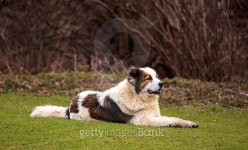 big dog resting 이미지 (474799426) - 게티이미지뱅크 big dog resting