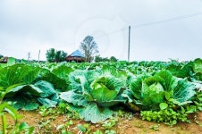 Collard greens are grown as a farm on the mountain. 이미지 (474281582) - 게티이미지뱅크 Collard greens are grown as a farm on... 