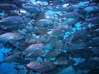 School of fish swim in the same direction 이미지 (484061642) - 게티이미지뱅크 School of fish swim in the same direction