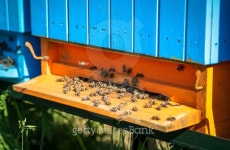 Beehive 이미지 (480154596) - 게티이미지뱅크 Beehive