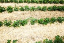 Detail of strawberry field 이미지 (482389442) - 게티이미지뱅크 Detail of strawberry field