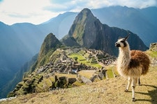 Lama And Machu Picchu 이미지 (479900992) - 게티이미지뱅크 Lama And Machu Picchu