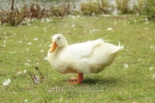White Duck on grass 이미지 (491097728) - 게티이미지뱅크 White Duck on grass