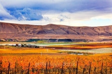 Orange Leaves Grapes Fall Vineyards Red Mountain Benton City Washington 이미지 (498407254) - 게티이미지뱅크 Orange Leaves... 