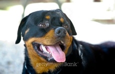Portrait of nice young rottweiler 이미지 (480847982) - 게티이미지뱅크 Portrait of nice young rottweiler