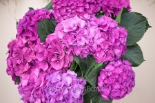 Purple Hydrangea flower 이미지 (489870206) - 게티이미지뱅크 Purple Hydrangea flower