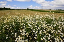 beautiful European landscape in summer day 이미지 (478220074) - 게티이미지뱅크 beautiful European landscape in summer day