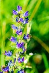 violet flower with insect, lawn background 이미지 (487149104) - 게티이미지뱅크 violet flower with insect, lawn background