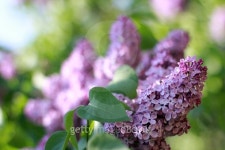 lilac breeze 이미지 (474857768) - 게티이미지뱅크 lilac breeze