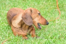 dachshund dog 이미지 (483871142) - 게티이미지뱅크 dachshund dog