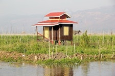 Stilt hut among the floating gardens  Myanmar 이미지 (481177516) - 게티이미지뱅크 Stilt hut among the floating gardens  Myanmar
