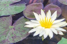 Beauful Lotus flowers 이미지 (485123970) - 게티이미지뱅크 Beauful Lotus flowers